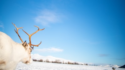 白天在白雪覆盖的地面上的棕色鹿